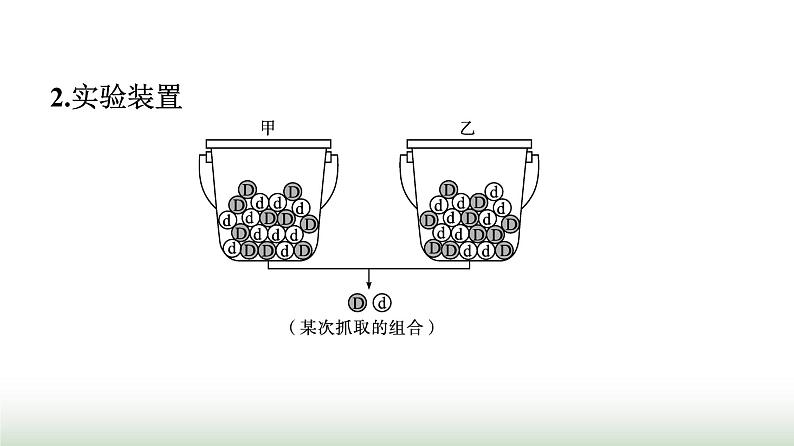 人教版高中生物必修二第1章遗传因子的发现第1节第2课时孟德尔对分离现象解释的验证和分离定律课件05