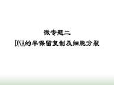 人教版高中生物必修二第三章基因的本质微专题二DNA的半保留复制及细胞分裂课件