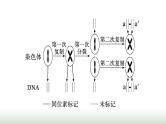 人教版高中生物必修二第三章基因的本质微专题二DNA的半保留复制及细胞分裂课件