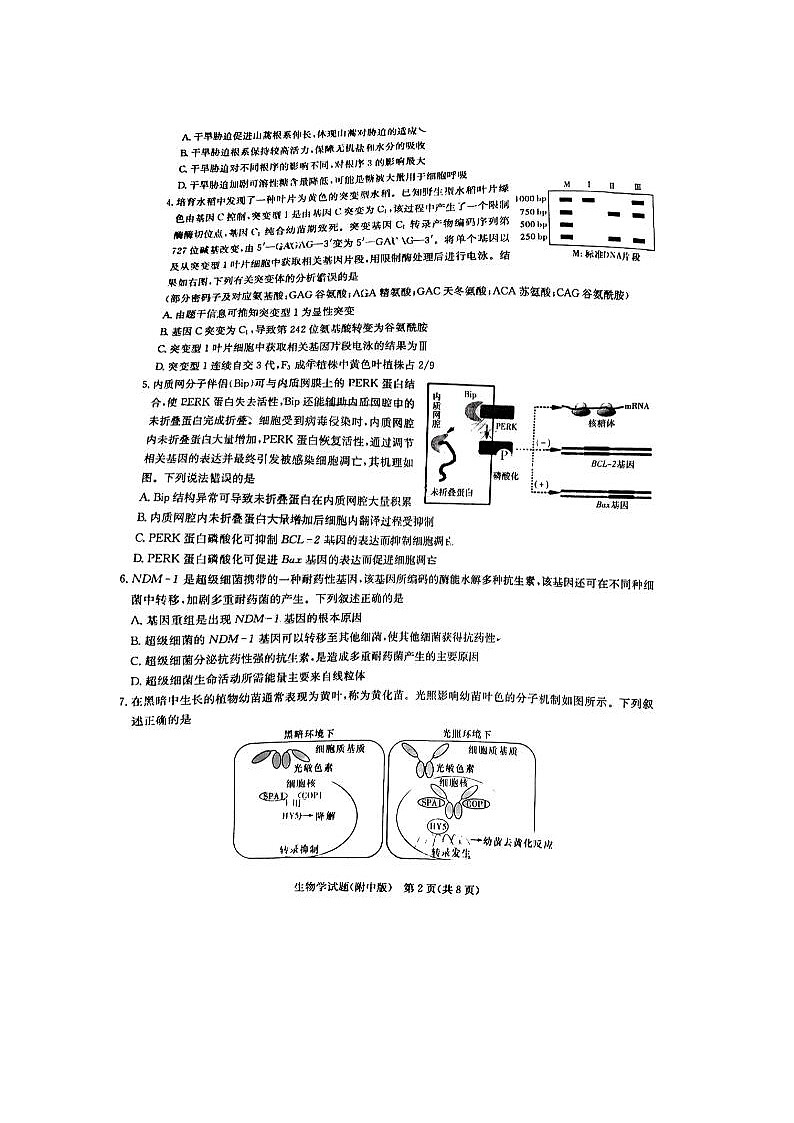 2024届炎德英才湖南省师大附中高三下学期月考生物试题02