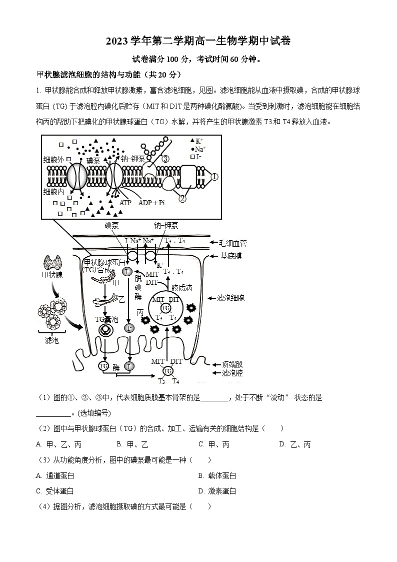 上海市第四中学2023-2024学年高一下学期4月期中生物试题（原卷版+解析版）01