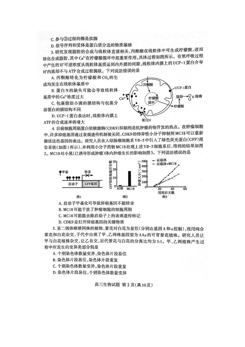 2024届山东泰安高三上学期生物期末考试题第2页