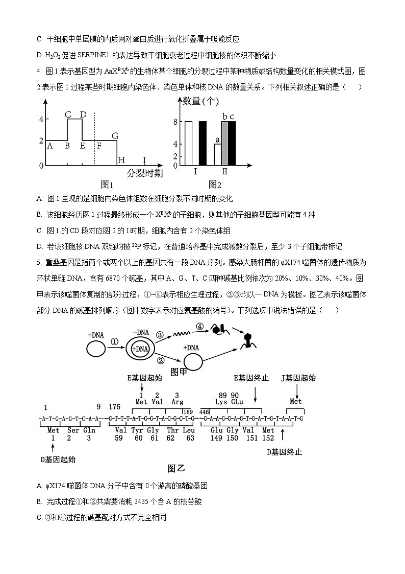 天津市河西区2023-2024学年高三二模考试生物试题（原卷版+解析版）02