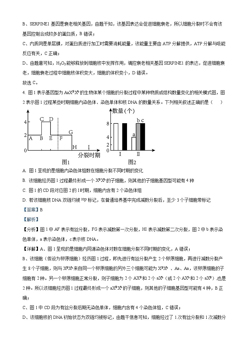 天津市河西区2023-2024学年高三二模考试生物试题（原卷版+解析版）03
