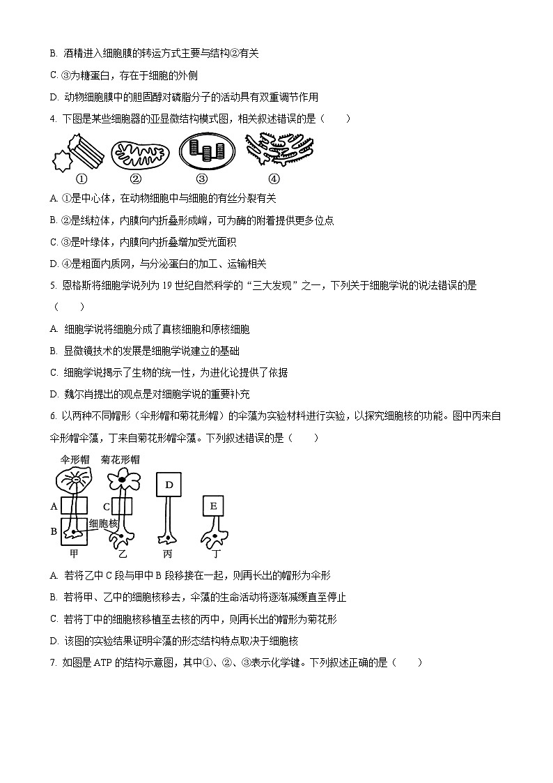 浙江省山海协作体2023-2024学年高一下学期4月期中生物试题（原卷版）第2页