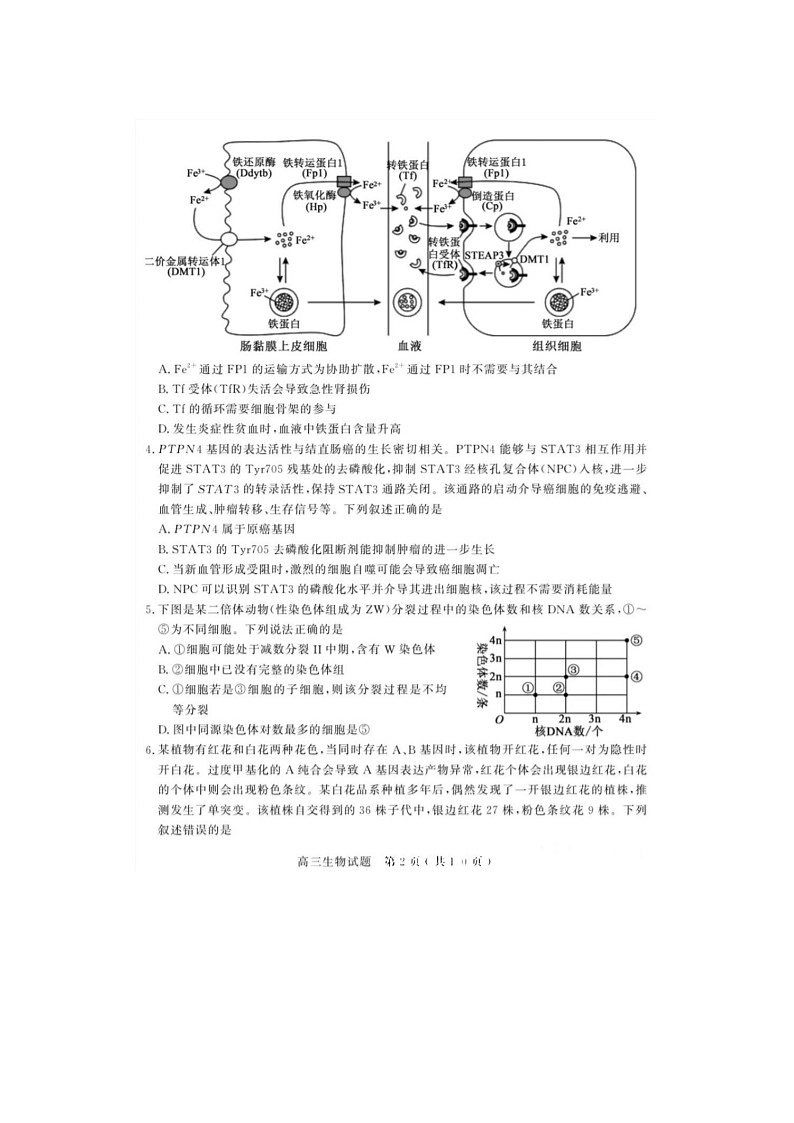 2024届山东聊城高三上学期生物期末考试题02