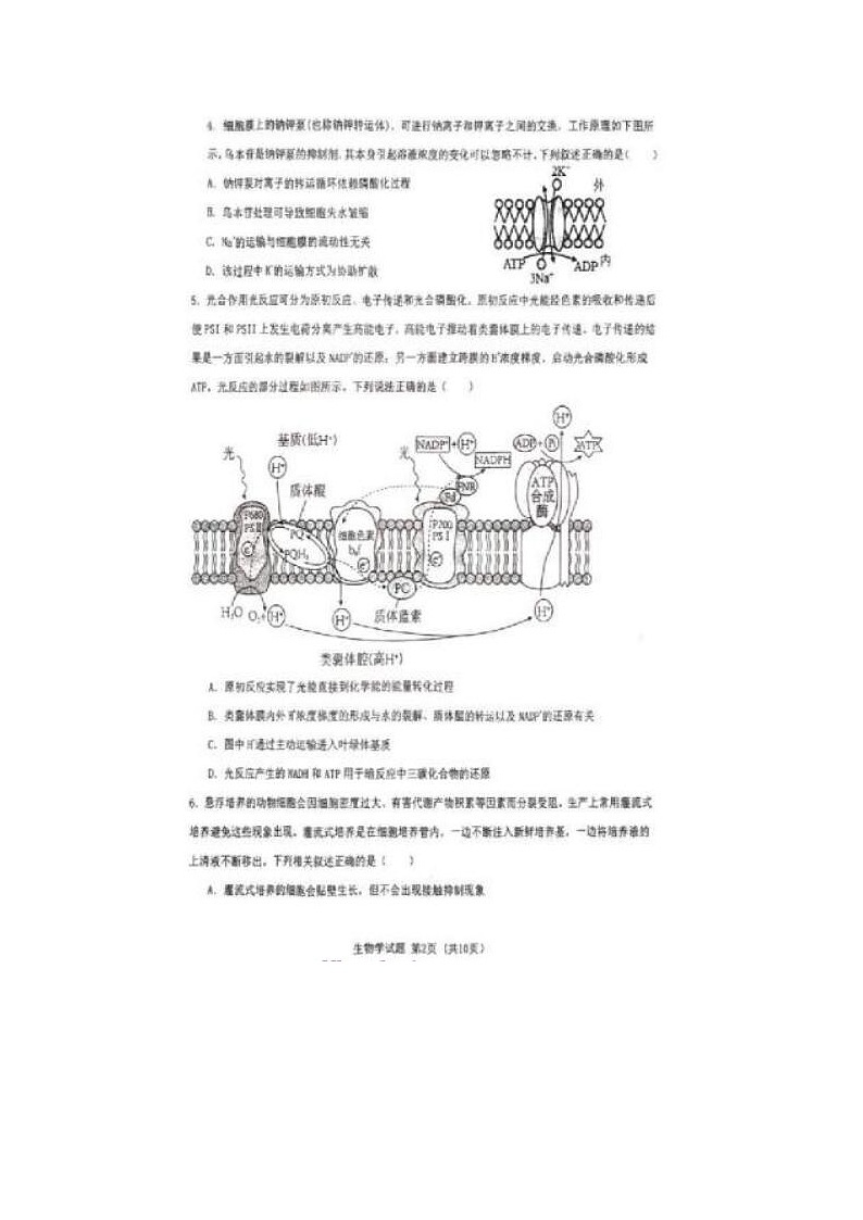 2024届湖北省重点十一校高三第二次联考生物试题第2页