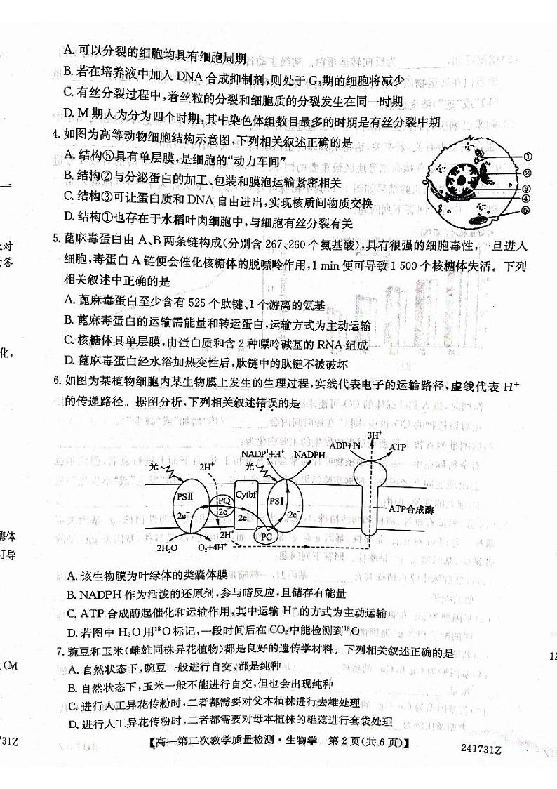 安徽省阜阳市太和县太和中学2023-2024学年高一下学期4月期中生物试题02