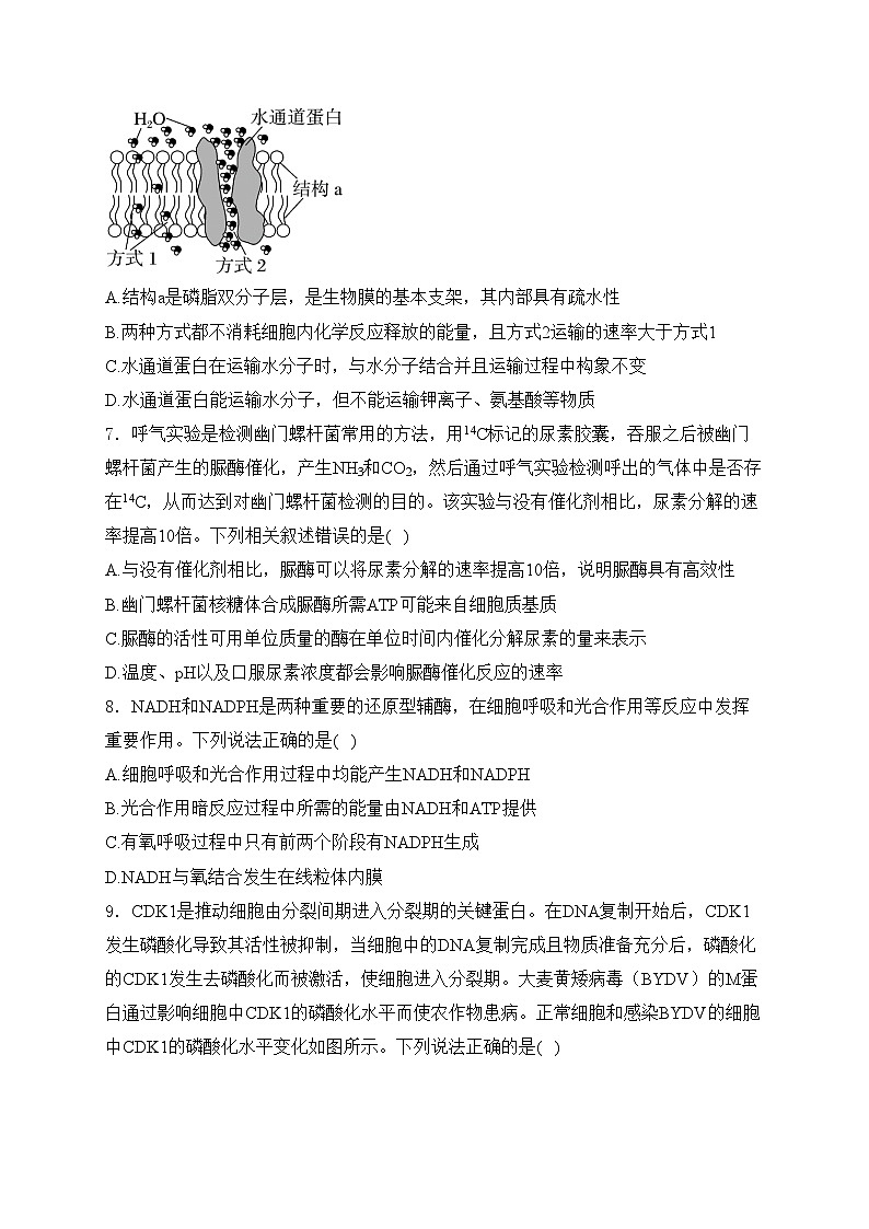 安徽省皖北名校2023-2024学年高一下学期4月阶段性联考生物试卷(含答案)第2页