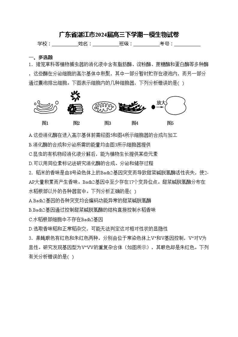 广东省湛江市2024届高三下学期一模生物试卷(含答案)01