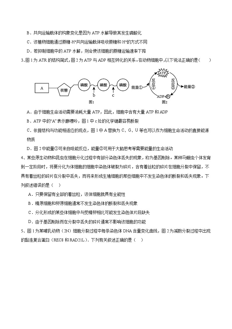 2024年高考押题预测卷—生物（安徽卷03）（考试版）02