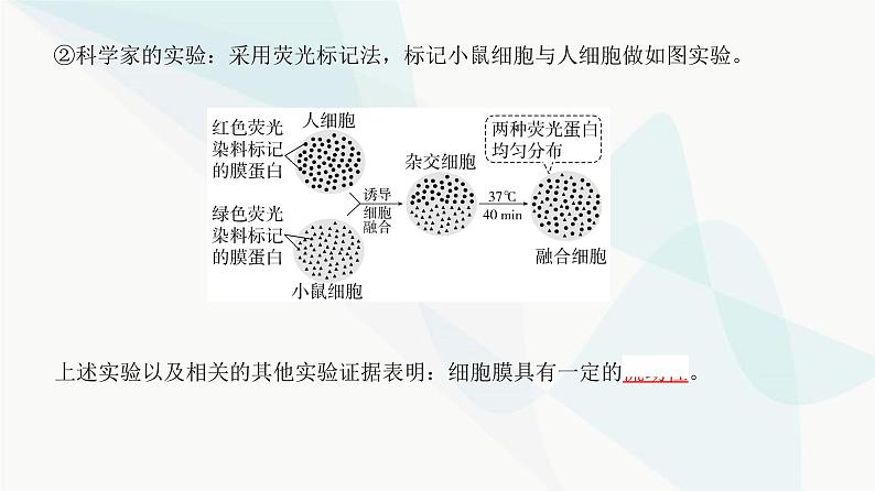 高考生物复习必修一第二单元第四讲细胞膜与细胞核的结构和功能课件08