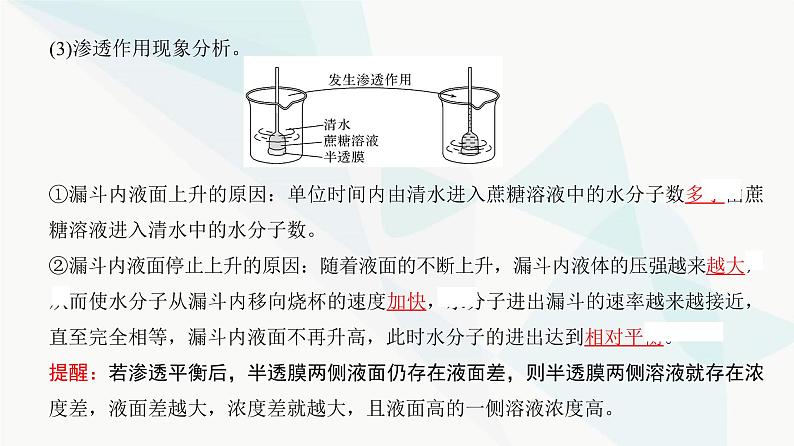 高考生物复习必修一第二单元第六讲细胞的物质输入和输出课件04