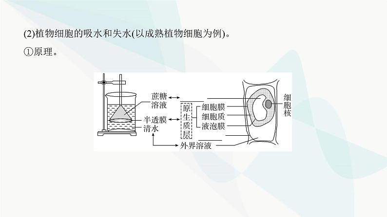 高考生物复习必修一第二单元第六讲细胞的物质输入和输出课件06