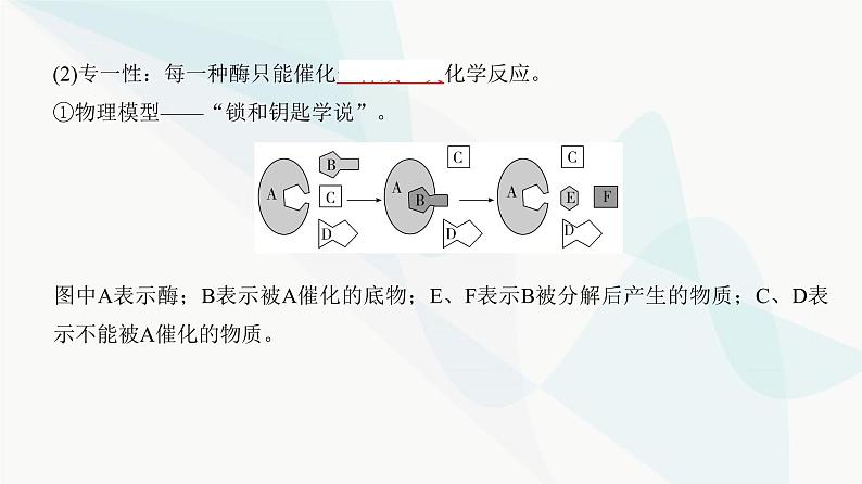 高考生物复习必修一第三单元第七讲酶和能量“货币”ATP课件08