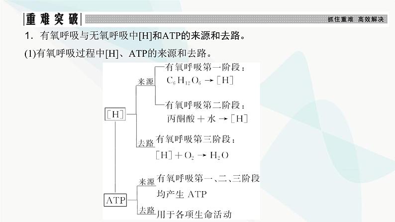 高考生物复习必修一第三单元第八讲细胞呼吸的原理和应用课件第8页