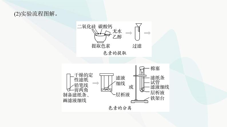 高考生物复习必修一第三单元第九讲光合作用与能量转化课件第4页