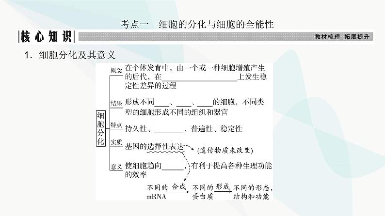 高考生物复习必修一第四单元第十二讲细胞的分化、衰老和死亡课件第3页