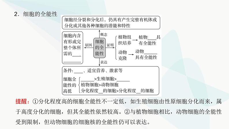 高考生物复习必修一第四单元第十二讲细胞的分化、衰老和死亡课件第5页