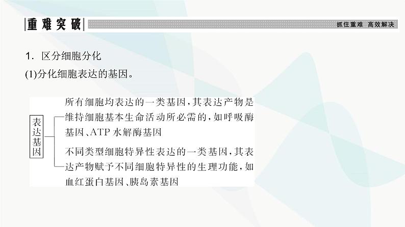 高考生物复习必修一第四单元第十二讲细胞的分化、衰老和死亡课件第8页