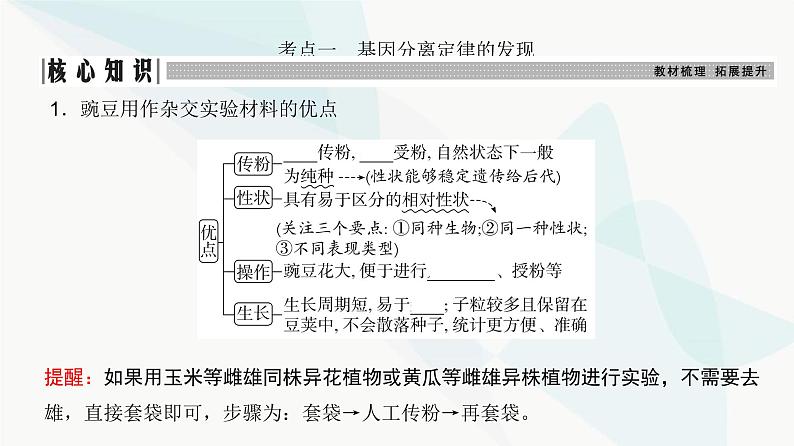 高考生物复习必修二第五单元第十三讲基因的分离定律课件第3页