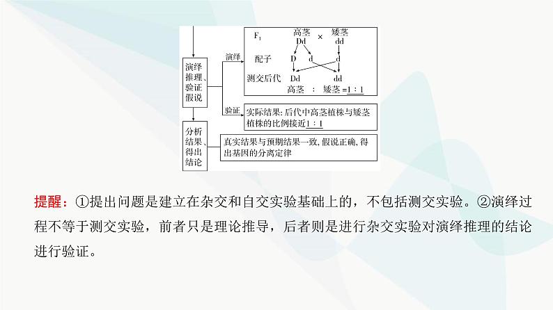 高考生物复习必修二第五单元第十三讲基因的分离定律课件第6页