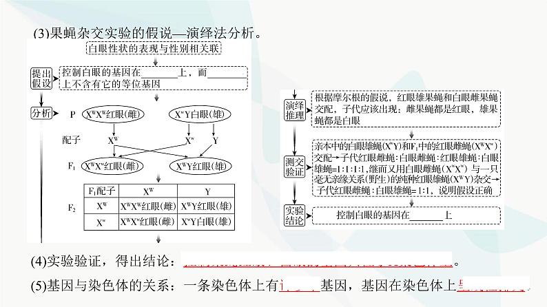 高考生物复习必修二第五单元第十五讲伴性遗传和人类遗传病课件05