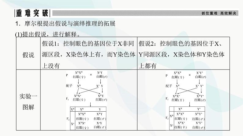 高考生物复习必修二第五单元第十五讲伴性遗传和人类遗传病课件06