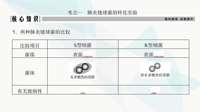 高考生物复习必修二第六单元第十六讲DNA是主要的遗传物质课件第3页