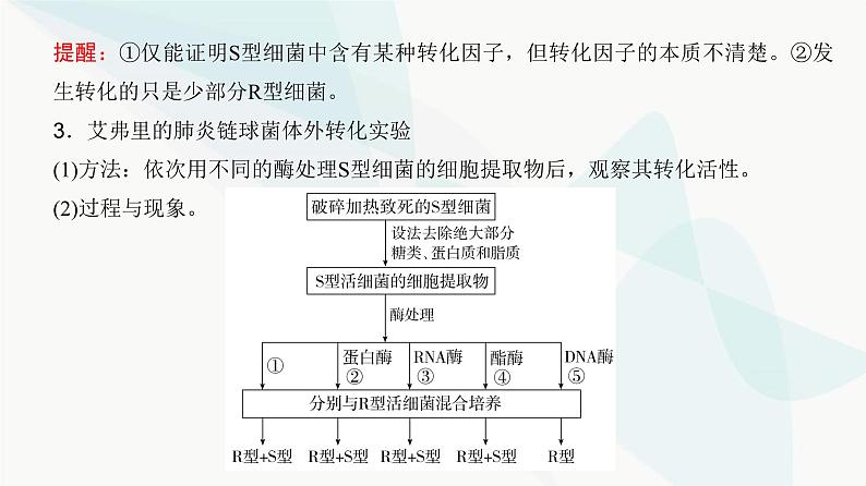 高考生物复习必修二第六单元第十六讲DNA是主要的遗传物质课件第5页