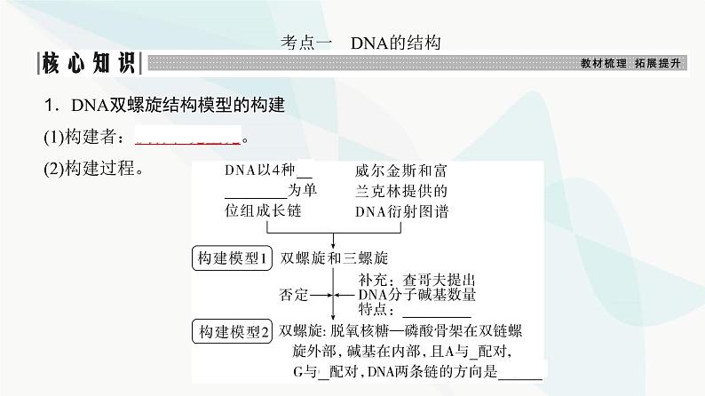 高考生物复习必修二第六单元第十七讲DNA的结构、复制及基因的本质课件03