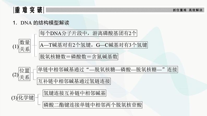 高考生物复习必修二第六单元第十七讲DNA的结构、复制及基因的本质课件07
