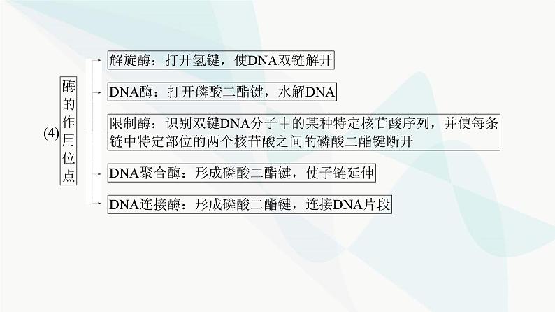 高考生物复习必修二第六单元第十七讲DNA的结构、复制及基因的本质课件08