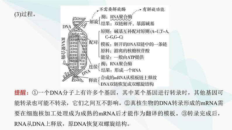 高考生物复习必修二第六单元第十八讲基因的表达课件05