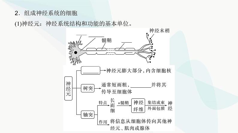 高考生物复习选择性必修一第八单元第二十三讲神经调节课件06