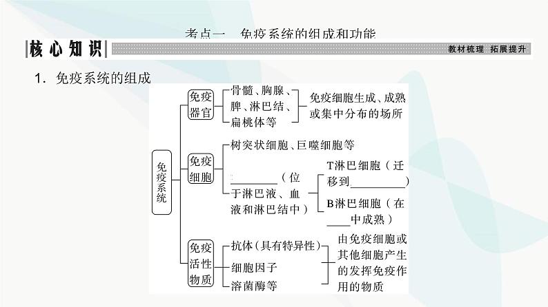 高考生物复习选择性必修一第八单元第二十五讲免疫调节课件03