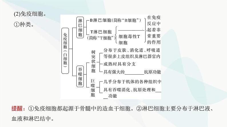 高考生物复习选择性必修一第八单元第二十五讲免疫调节课件05