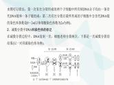 高考生物复习必修一第四单元微专题四细胞分裂中的同位素标记及细胞分裂与可遗传变异的关系课件
