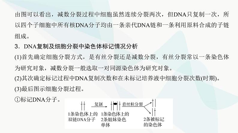 高考生物复习必修一第四单元微专题四细胞分裂中的同位素标记及细胞分裂与可遗传变异的关系课件第4页