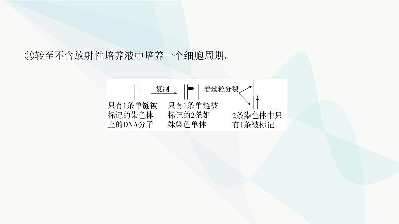 高考生物复习必修一第四单元微专题四细胞分裂中的同位素标记及细胞分裂与可遗传变异的关系课件第5页