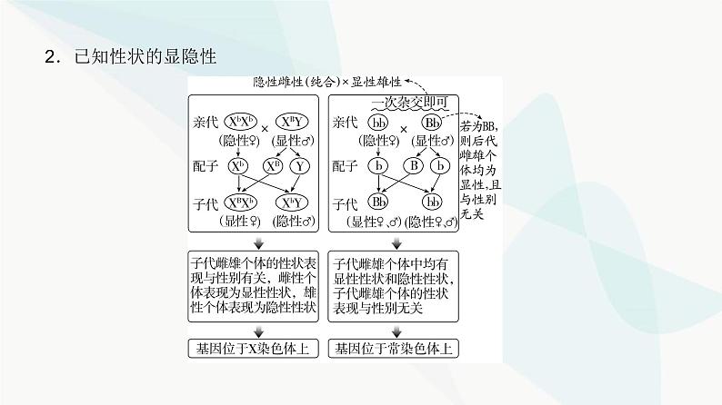 高考生物复习必修二第五单元微专题七基因位置的判断及其遗传实验设计方法课件第3页