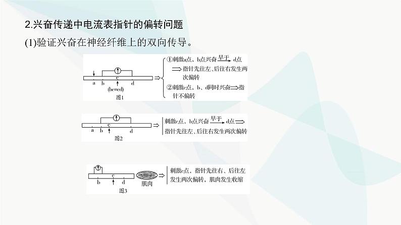 高考生物复习选择性必修一第八单元微专题一0神经调节中兴奋传导与传递的实验探究课件04