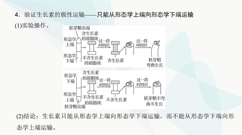 高考生物复习选择性必修一第八单元微专题一2植物激素相关实验的验证与探究课件第4页