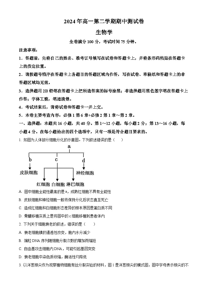 广东省高州市2023-2024学年高一下学期期中考试生物试题（原卷版）第1页