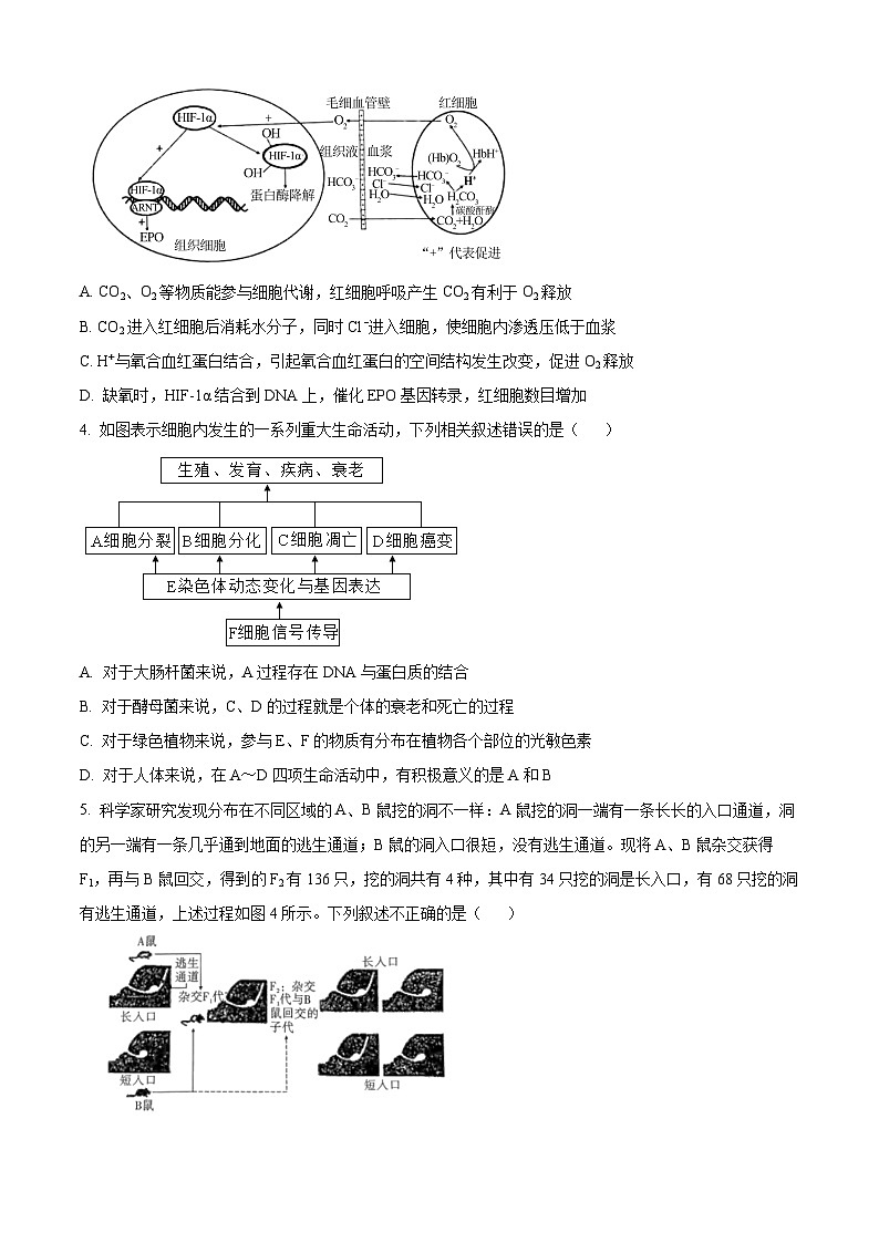 重庆市南岸区部分学校2024届高三下学期4月联合测试卷生物试题（原卷版）第2页