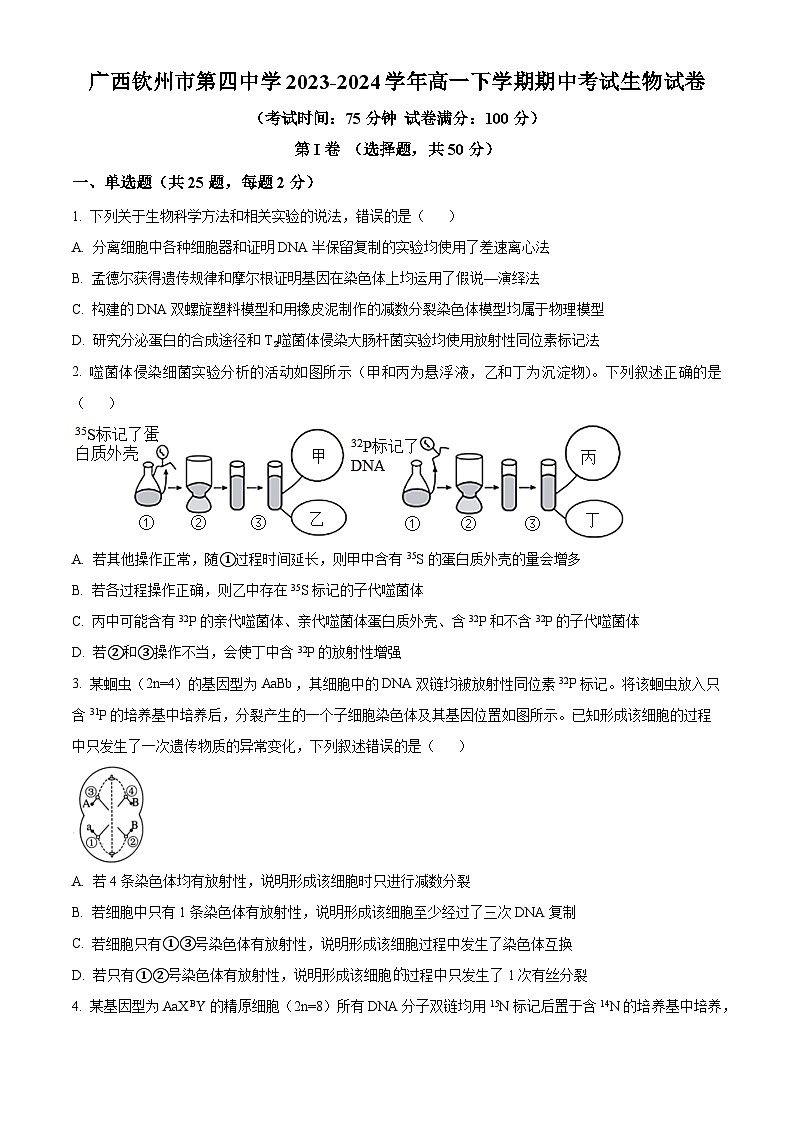 广西钦州市第四中学2023-2024学年高一下学期期中考试生物试卷（原卷版+解析版）01