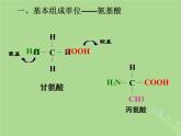 2024年同步备课高中生物1.3细胞中的蛋白质和核酸2课件苏教版必修1