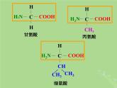 2024年同步备课高中生物1.3细胞中的蛋白质和核酸2课件苏教版必修1