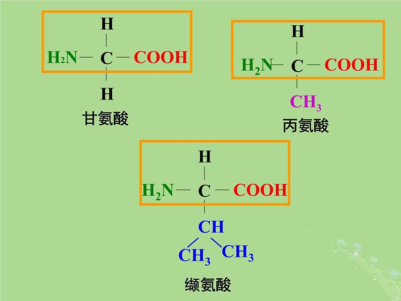 2024年同步备课高中生物1.3细胞中的蛋白质和核酸2课件苏教版必修1第4页