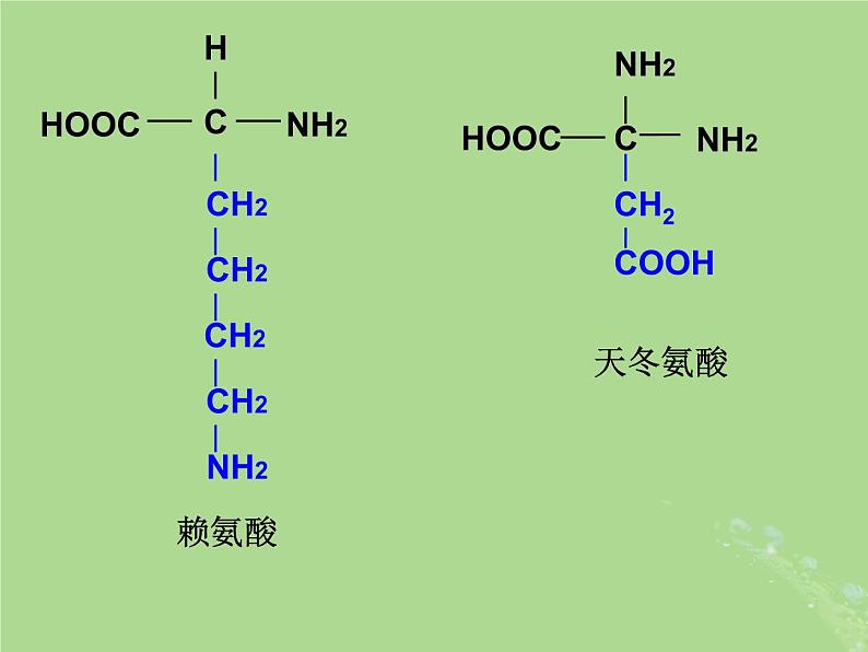 2024年同步备课高中生物1.3细胞中的蛋白质和核酸2课件苏教版必修1第6页